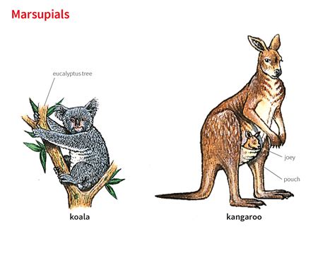 Marsupial Noun Definition Pictures Pronunciation And Usage Notes