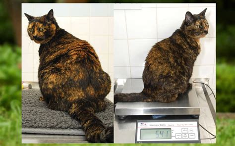 Your vet can help you determine the right food, portions, and feeding schedule for your cat. How to Help Your Overweight Cat Lose Weight | Top Best Ways