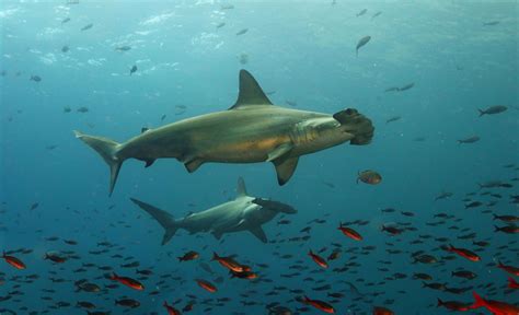 Unraveling The Mysteries Of Sharks In The Galápagos Thanks To An App