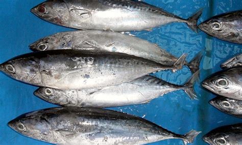 Apalagi ikan tongkol bisa diolah menjadi beragam jenis olahan ikan tongkol sehingga menggugah selera. Kenali Ikan Aya Kurik (Tongkol) - Umpan