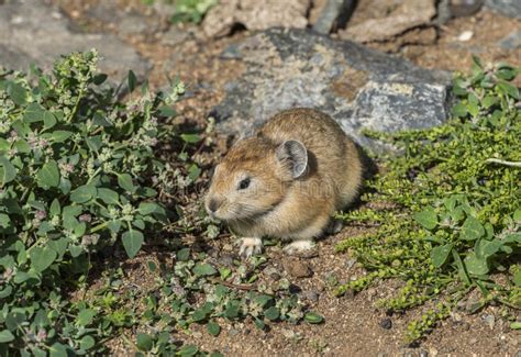 Pika Grass Rodent Mongolia Stock Photo Image Of Adorable 205122086