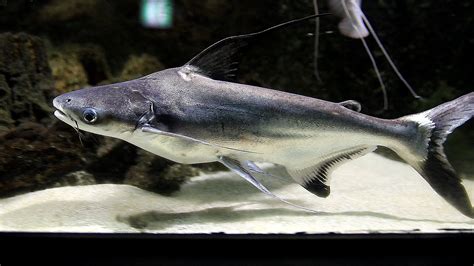 상어처럼 생긴 지느러미와 징키스칸을 닮은 물고기 징키스칸 Paroon Shark Catfish Youtube