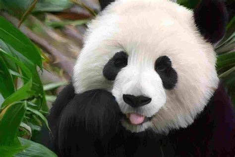Funny Animals Too Cute Cute Baby Panda 476288