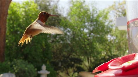 Maybe you would like to learn more about one of these? Hummingbird In Flight Slow Motion