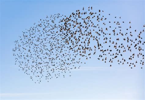 Birds In Flight Coordinate Their Movements Instantly