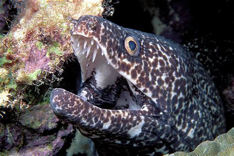 Spotted Moray Eel Photograph By Clay Coleman Science Photo Library Pixels
