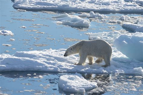The Beauty Of The Wild Arctic Will Polar Bears Really Become Extinct