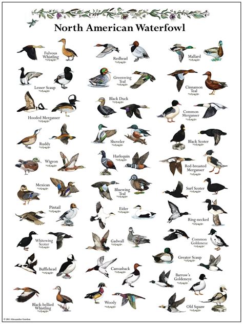 North American Waterfowl Hunting Life Bird Hunting Hunting Season