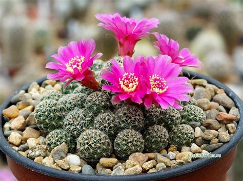 Te explicamos todo sobre los cactus y plantas crasas: Cáctus y Crasas o Suculentas - Plantas Ornamentales, De ...