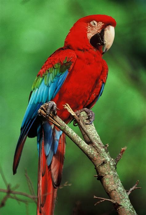 The rainforest is home to lots of species of animals. tropical rainforest bird.jpg : Biological Science Picture ...