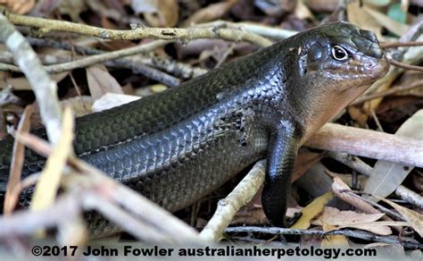 Check spelling or type a new query. LAND MULLET Bellatorias (was Egernia) major