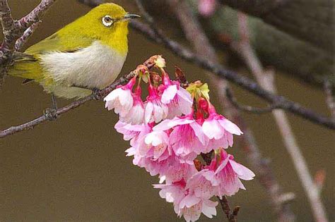 Ryukyu Life 16 Steps To Get This Bird In Cherry Blossoms