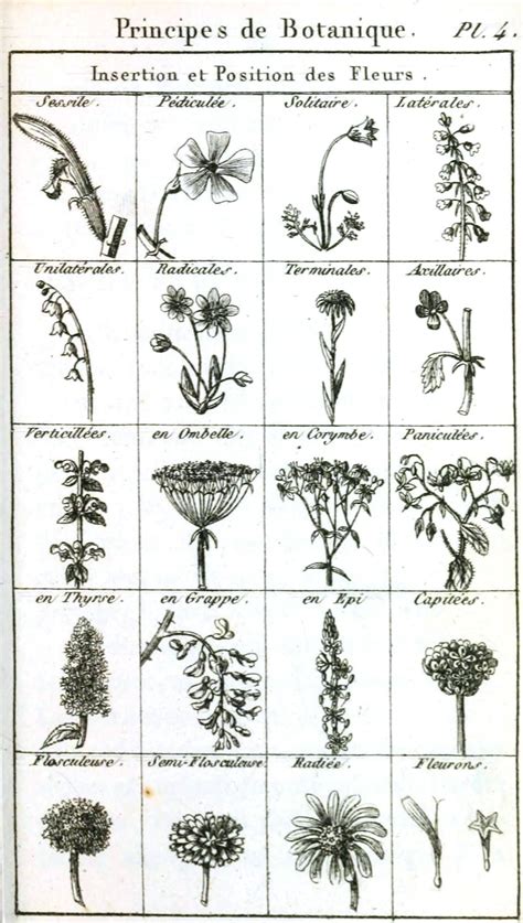 Flowers Botanical Drawings Vintage Botanical Prints Botanical