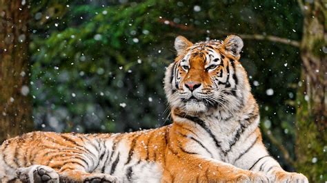 Download Wallpaper 1920x1080 Tiger Snow Lying Animal Full Hd 1080p