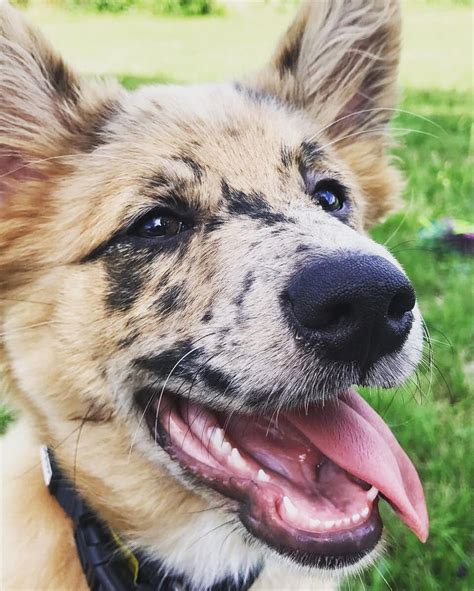 But when this happens, it's often with other working. Australian Shepherd & Shiba Inu mix named Luisa (mit ...