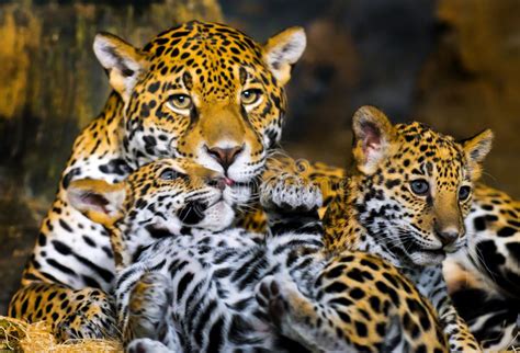 Jaguar Cubs Stock Image Image Of Asia Jungle Indoor