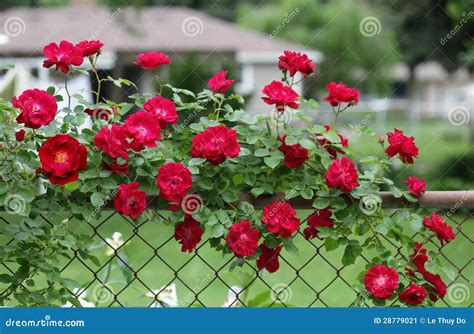 Rose On Fence Stock Image Image 28779021