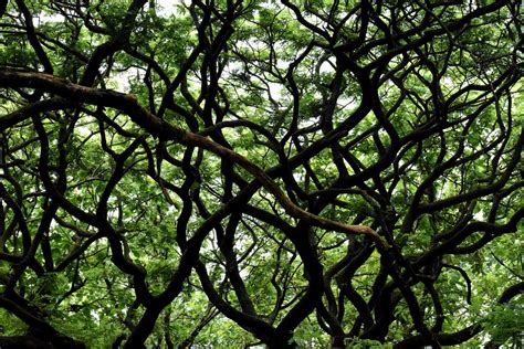 How To Make An Interesting Art Piece Using Tree Branches 2F3