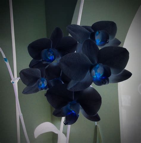 I fiori più strani e curiosi del mondo. Orchidee black | Fiori