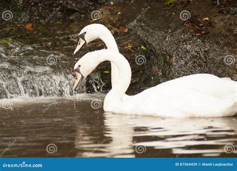 Pares Do Cygnus Branco Olor Das Cisnes Mudas Que Flutua Em Um Lago