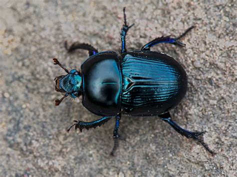 Beetles Interesting Facts About Beetles Pestinfo Info