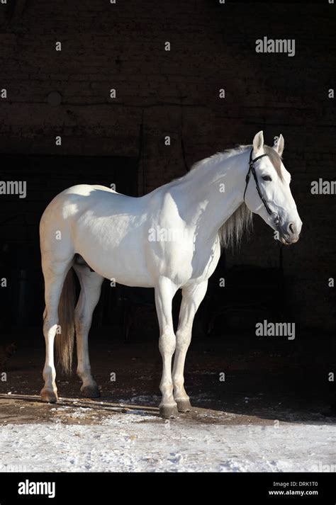Disappearing Rare Russian Breed Of Horses Orlov Trotter Stock Photo