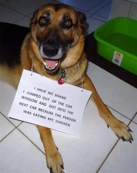 These Funny Dog Memes Will Cheer You Up From Your Quarantine Blues