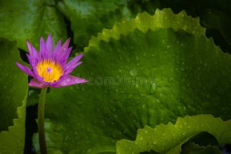 Purple Lotus Flower Surrounded By Green Lotus Leaves Stock Photo