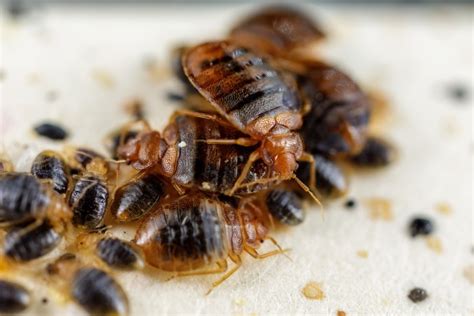 Bed Bugs Cimex Lectularis Entomology Today