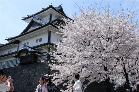 Rainas Japan Travel Journal Kanazawa Cherry Blossom Report