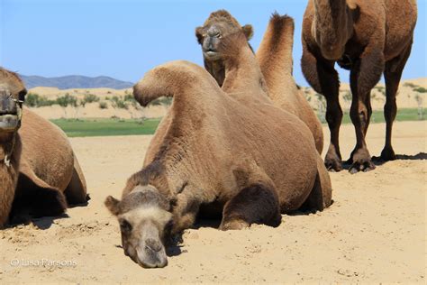 The humps contain fat that provides the animal with nutrients when food is not available. Lisa Parsons - Bactrian Camels