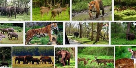 Wildlife Conservation In India Qs Study
