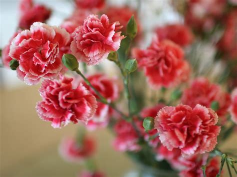 Pink And Red Carnation Flowers Hd Wallpaper Wallpaper Flare