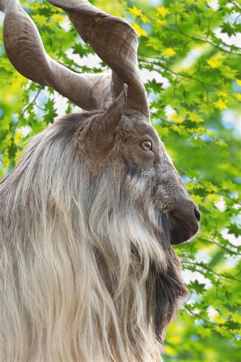 Stock prices may also move more quickly in this environment. Male Turkmenian markhor stock image. Image of cloven ...