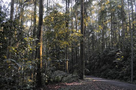 The commonwealth forest park forms part of the bukit lagong forest reserve and was launched in 1993 to commemorate the 14th commonwealth forest conference. Taman Rimba Komanwel | Portal Rasmi Majlis Perbandaran ...