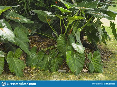 Tropical Ornamental Broad Leaved Plant Stock Image Image