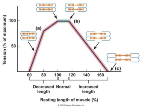 The Ins And Outs Of Muscle Contractions Aurora Scientific