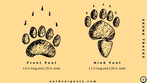 How To Identify Skunk Tracks