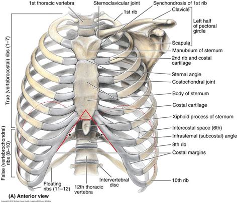 Thorax Anterior View Of Human Body Biology Forums Gallery