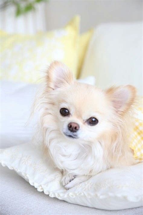 White Teacup Chihuahua Fluffy Pets Lovers