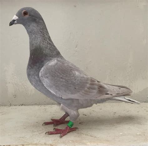 Racing Pigeon Auction