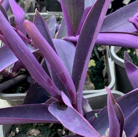 Tradescantia Pallida Purple Heart Big Plant Nursery
