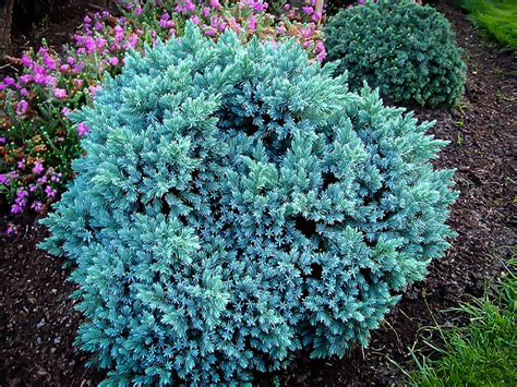 Check spelling or type a new query. Blue Star Juniper - Wilson Nurseries