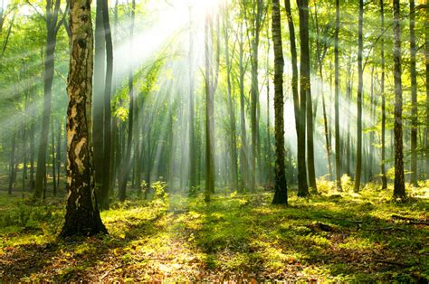 The forest wiki is the most comprehensive source of the forest information. Forest Bathing, A Rising American Trend | Woodloch Resort