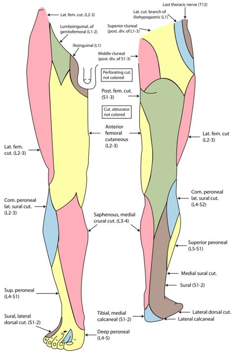 Femoral Nerve Dermatome Distribution Dermatomes Chart And Map SexiezPicz Web Porn