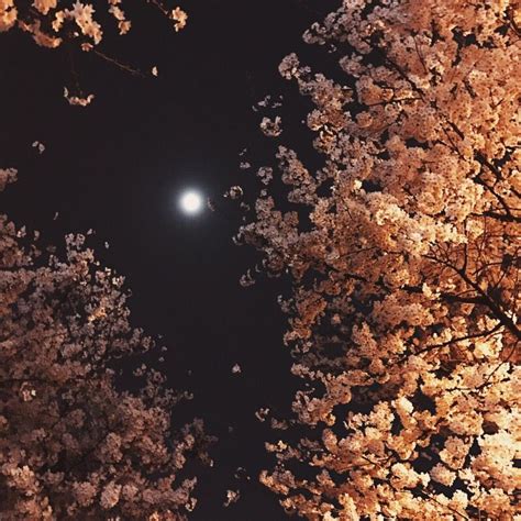 Cherry Blossom Moon Art Moon Lovers Celestial