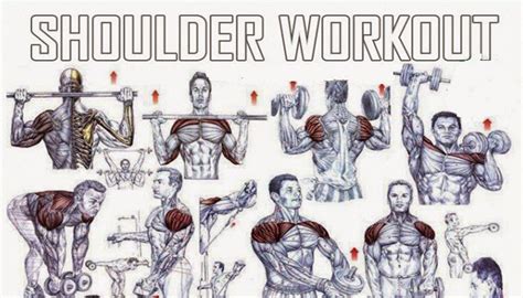 Best Shoulder Workouts For Beginners Workoutwalls