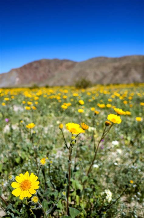 Wildflowers Color The Landscape In Anza Borrego Desert State Park