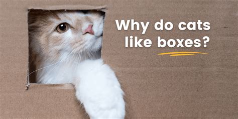 Why Do Cats Like Boxes