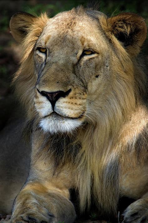 Cape Lion Vs African Lion